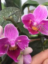 Сортова орхідея метелик