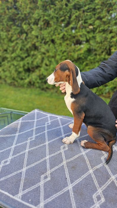 Suczka Gończy Serbski Trójkolorowy Posokowiec bawarski Gończy Polski