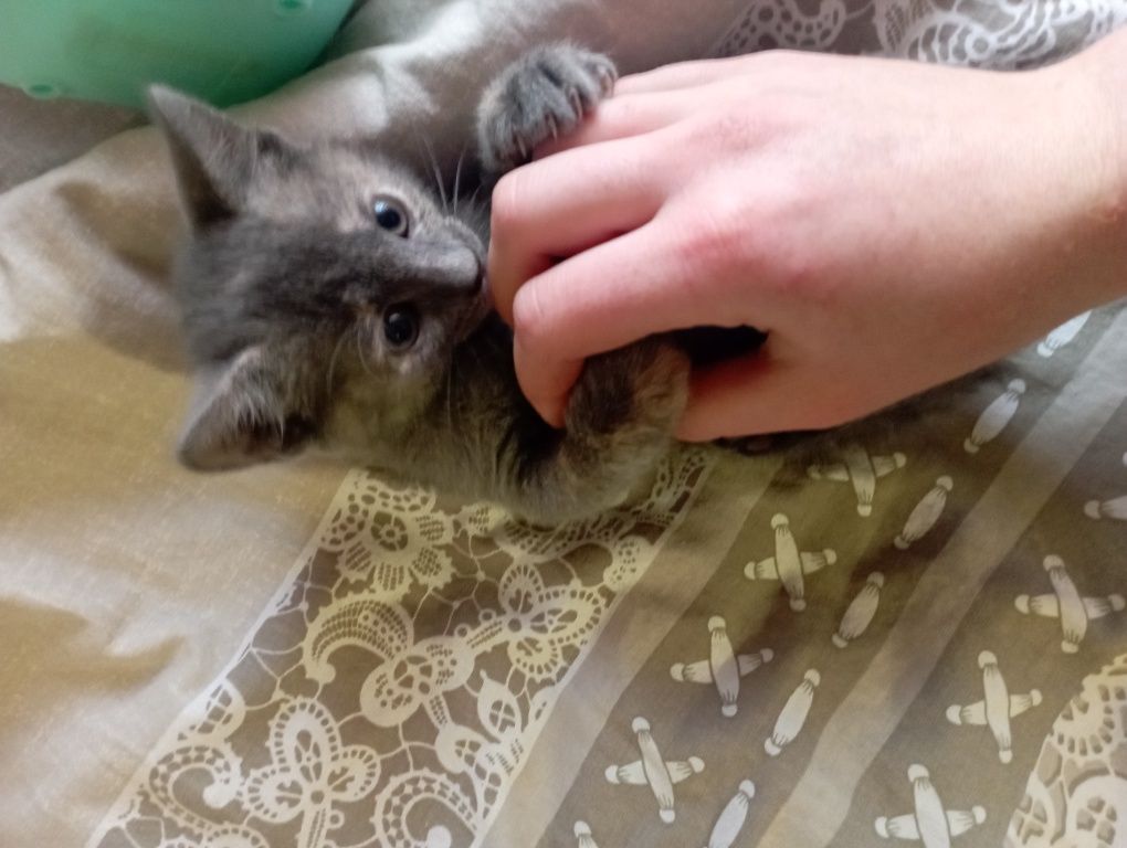 Кошеня в добрі руки