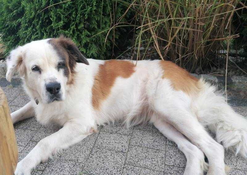 PUMBA to miła duża, rodzinna sunia