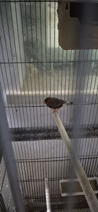 Mandarins normais e gigantes