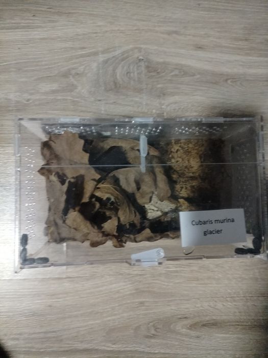 Cubaris murina glacier + terrarium