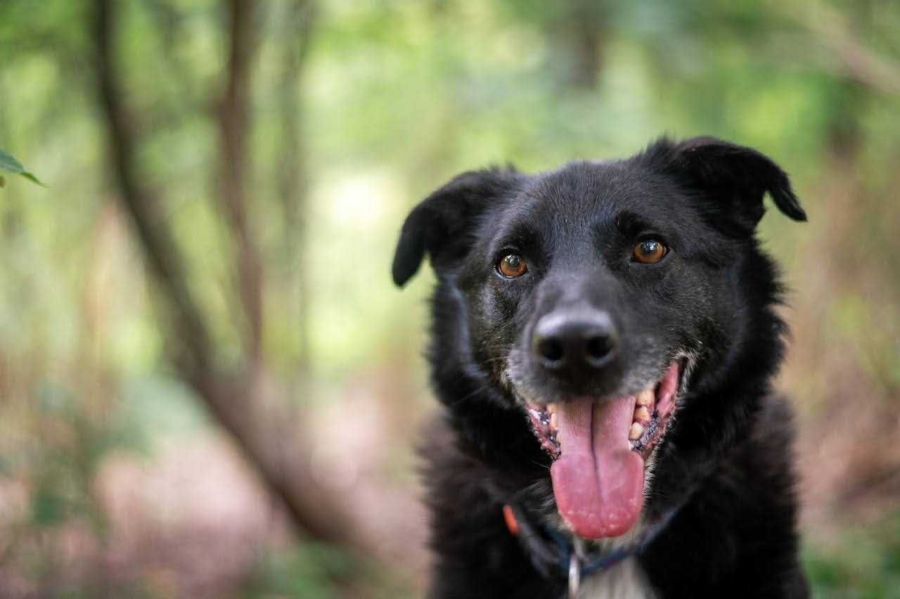 Wspaniały Sezamek poleca się do adopcji!