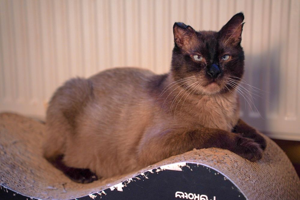 Syriusz kot w typie syjamski prawdziwy król do adopcji