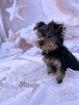 Yorkshire Terrier Rodowodowy