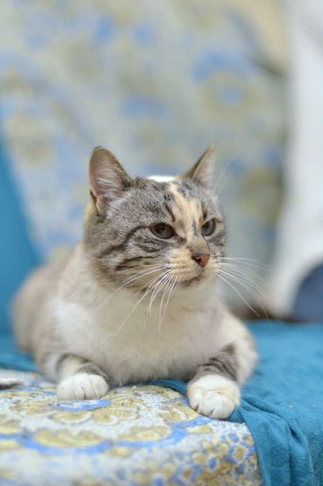 Кішечка-тортик окрасу торті поінт