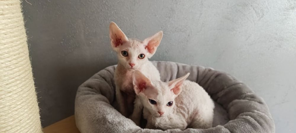 Kocurek Devon Rex FPL