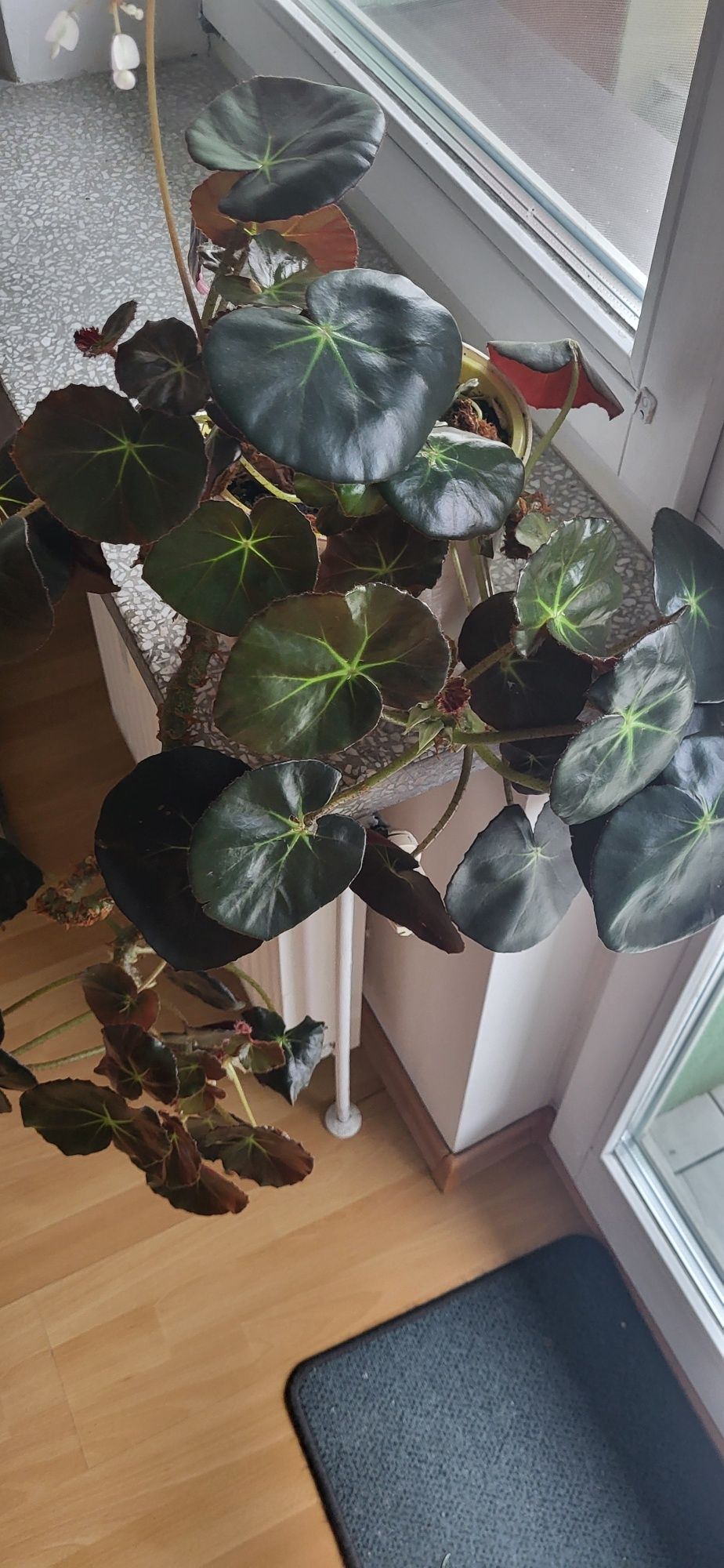 Begonia hydrocotylifolia ,,czerwonolistna