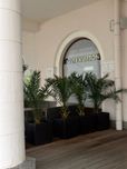 Фінік канарський (Phoenix canariensis)  h 65 см