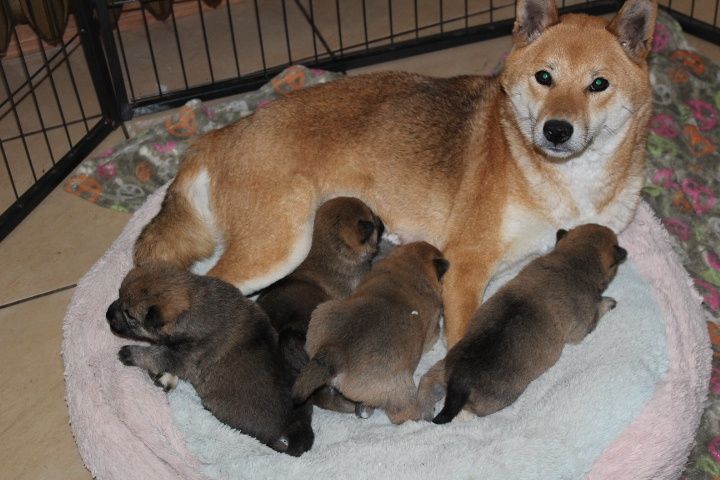 SHIBA Inu " Suczka czerwona  Do ODBIORU