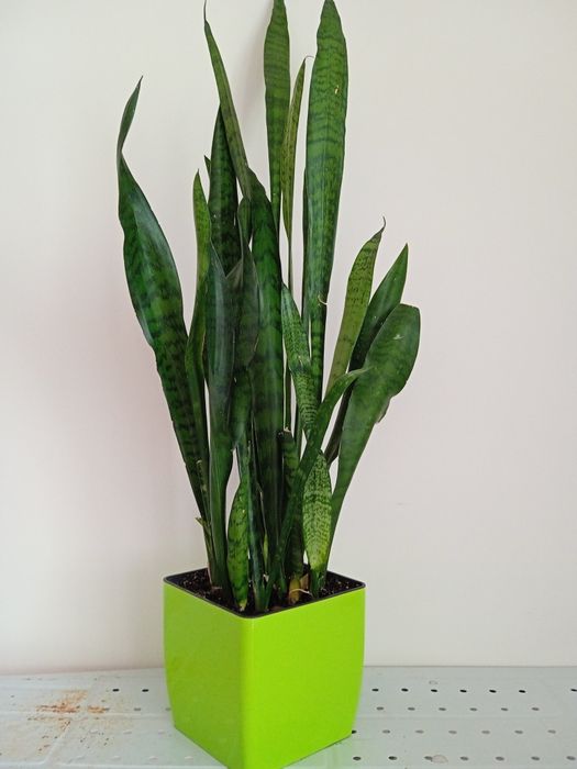 Красивий Вазон Сансевієрія