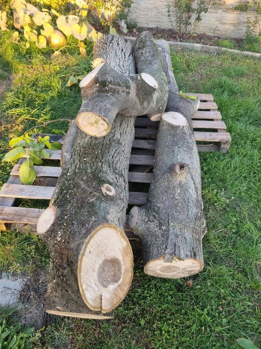 Orzech włoski,  pień , świeży