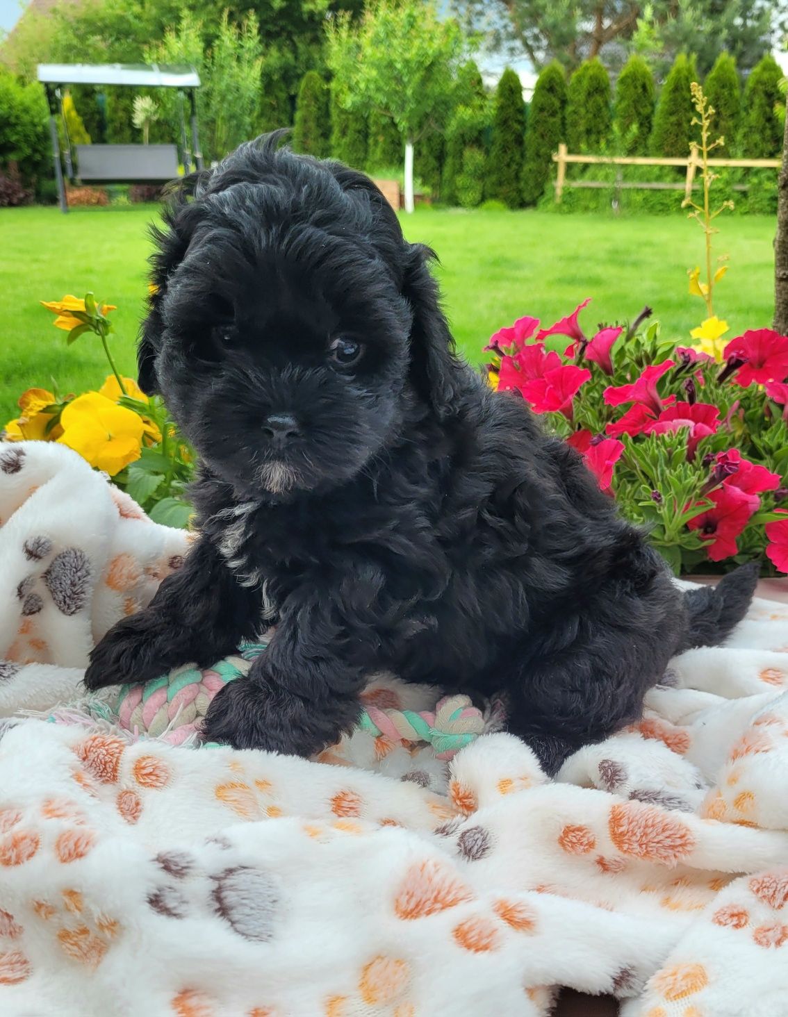 Shihpoo samiec hybryda gotowy do odbioru