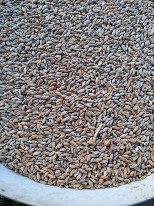 Pszenica pszenżyto oziminy owies jary ziarno zboże pasza