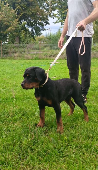 Rottweiler szczenię FCI ZKwP szczeniak pies suczka sukaTOP