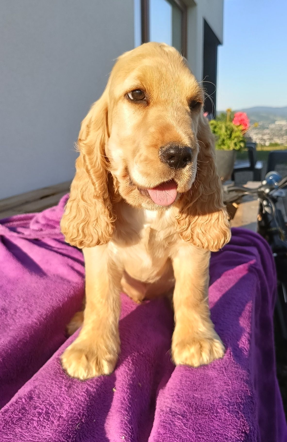 Cocer Spaniel szczeniak