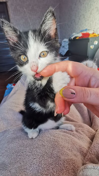 Віддам в хороші руки хлопчик