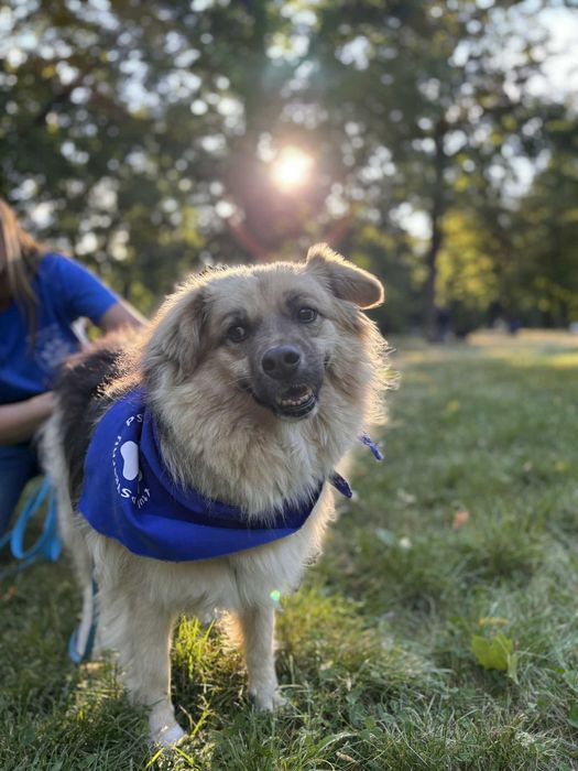 Koliber cudny puchaty pies do adopcji