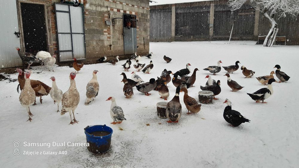 Sprzedam tegoroczne kaczki, kaczki staropolskie oraz indyki