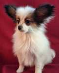 Papillon spaniel kontynentalny piesek