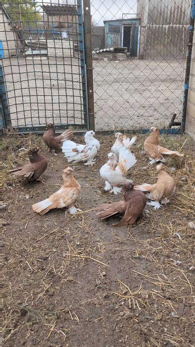 Продам  голубів , єйські голуби