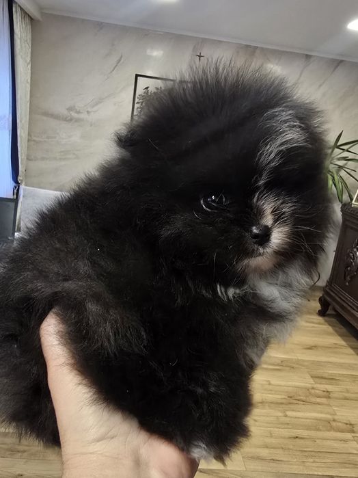 Szpic miniaturowy pomeranian