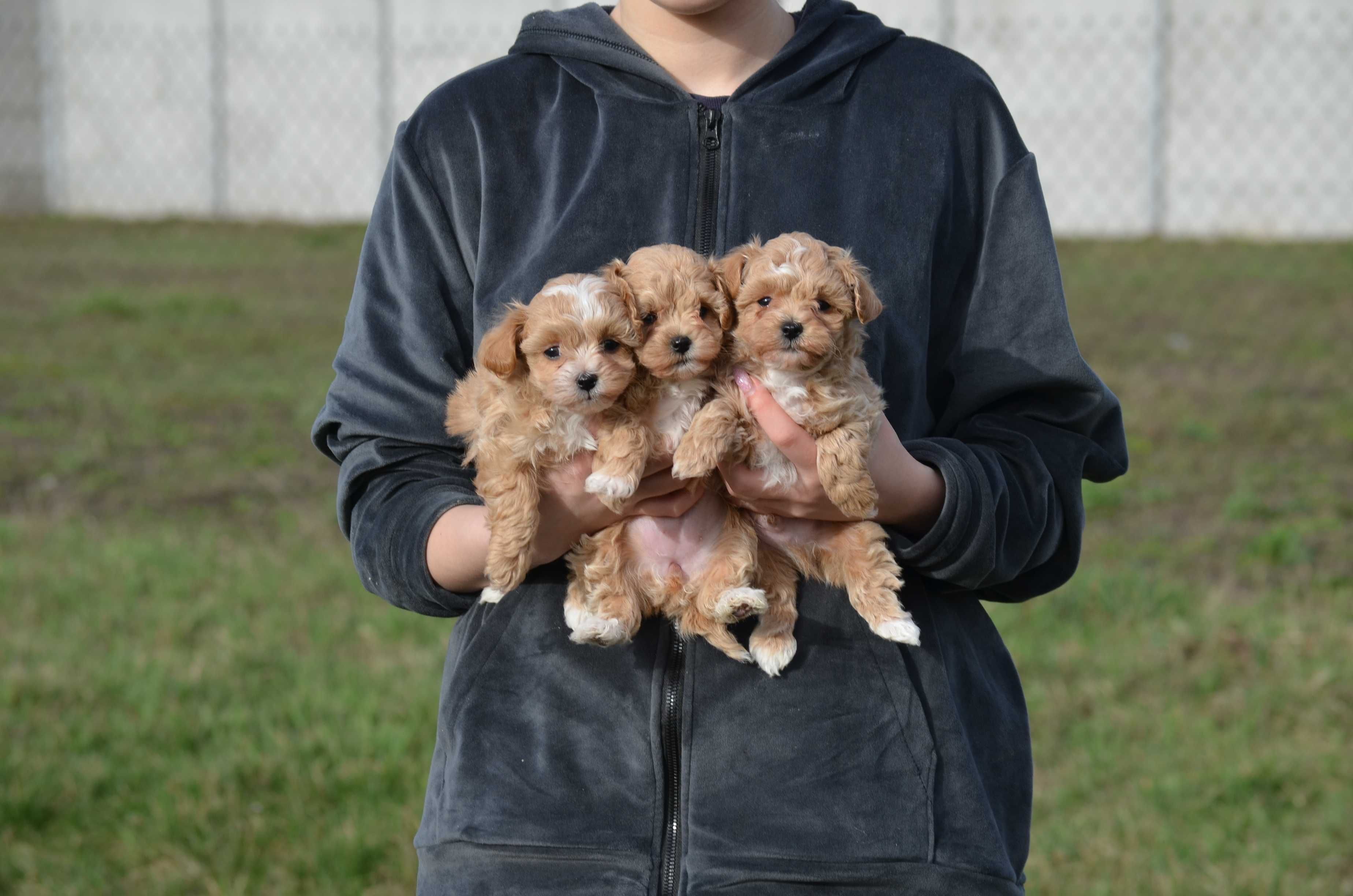 Мальтіпу/Maltipoo, F1! Київ, або відправлю в інше місто чи країну