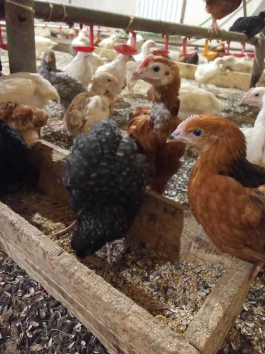 продам КУРИ доставка по Корецю БЕЗКОШТОВНА!