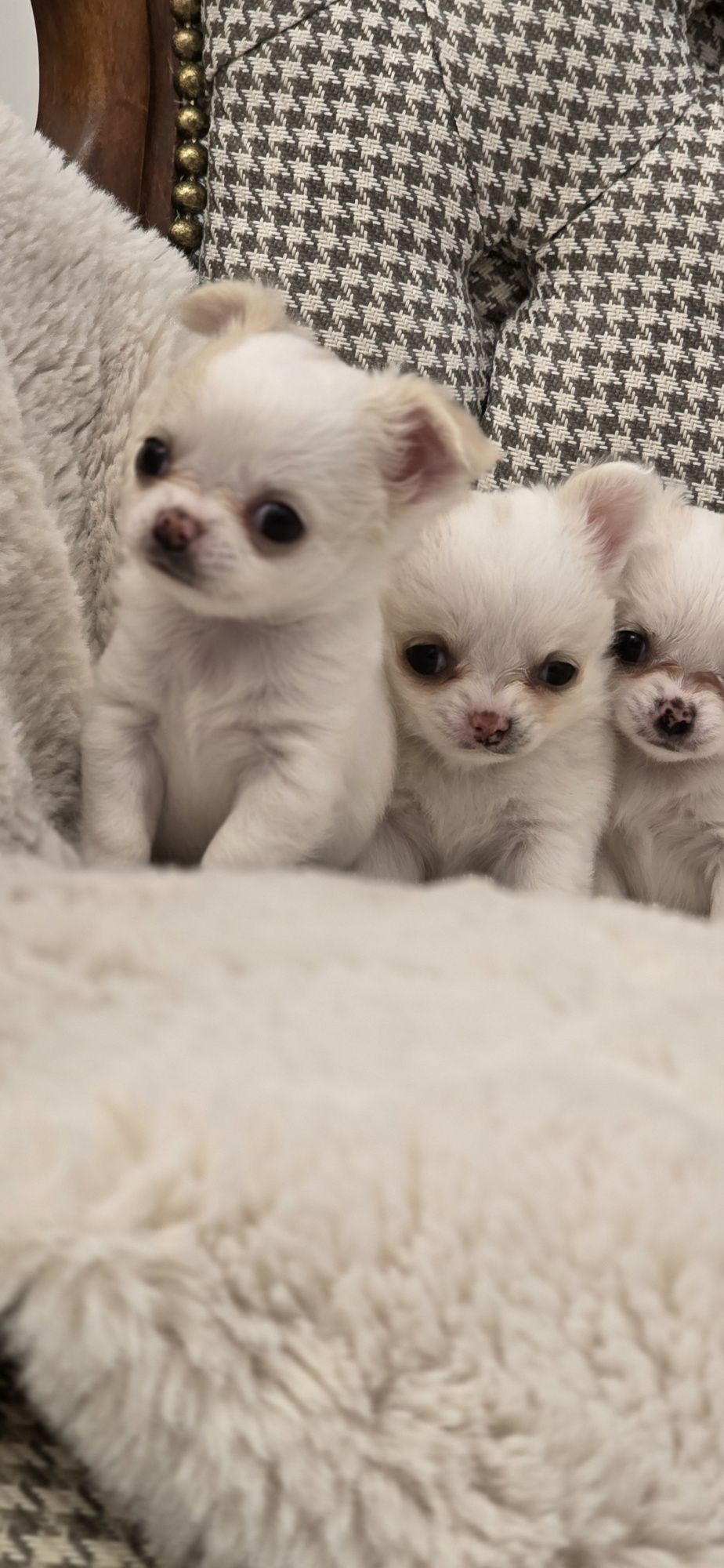 Sprzedam suczkę chihuahua ZKwP FCI