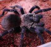 Lasiocyano sazimai L1/2