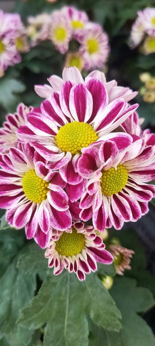 Продаю різні квіти