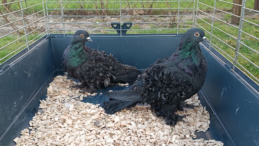 Gołębie loczki czarne, gołąb loczek