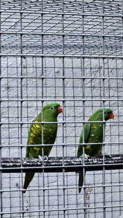 Tenho vários Loris para acabar de criar a mão