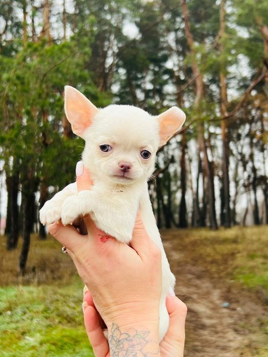Детки чишки мальчик и девочки.