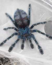 Caribena versicolor ptasznik pająk