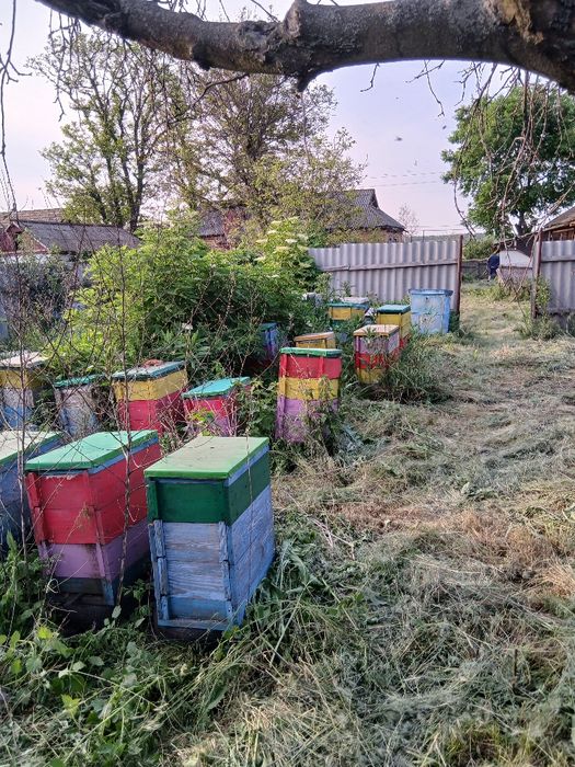 Продам вулики паливом рогаті