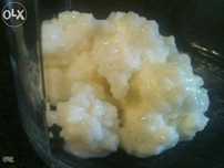 Kefir ou flor de iogurte