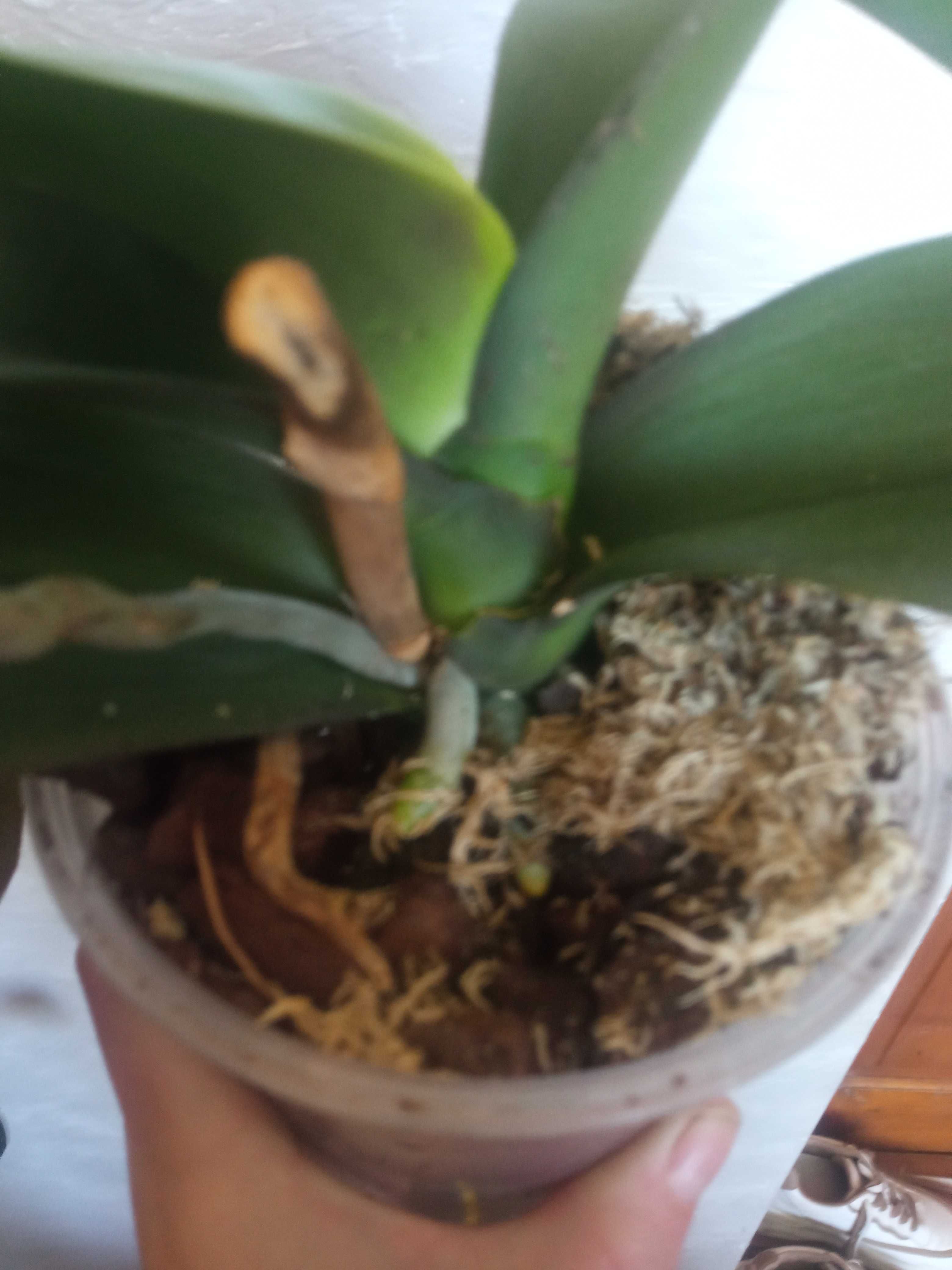 Орхідея мірафлора домашня