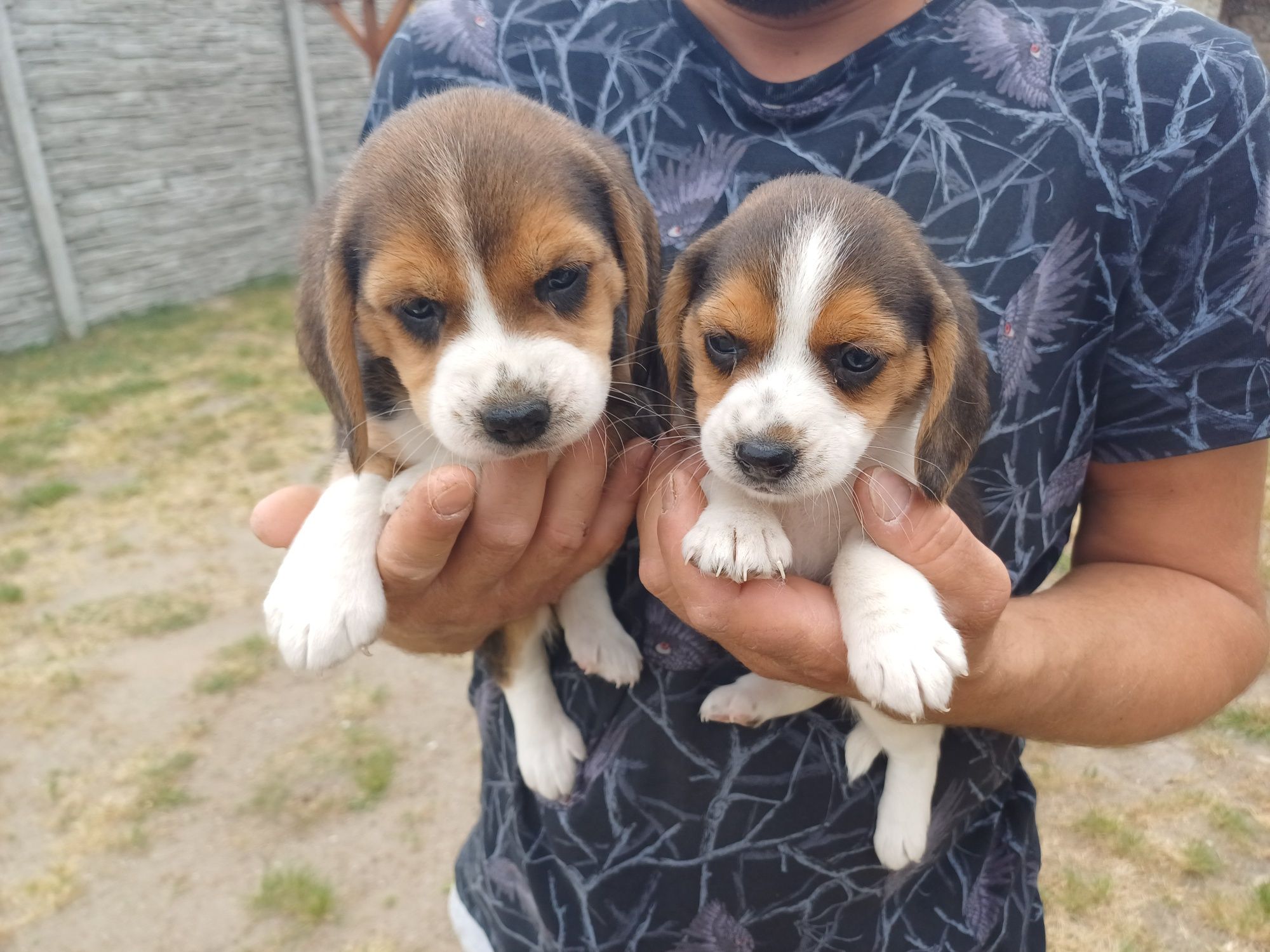Suczka rasy Beagle