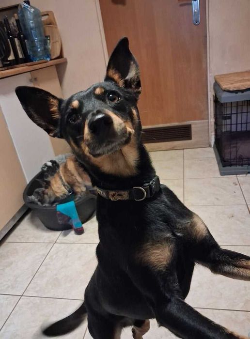 Kacper 8 kilowy maluch do adopcji z fundacji