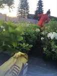 Hortensja hydrangea blaumeise w donicy