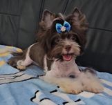 Śliczny energiczny piesek Choco White Yorkshire Terrier