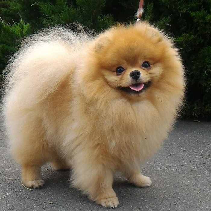 Померанский шпиц приглашает на Вязку