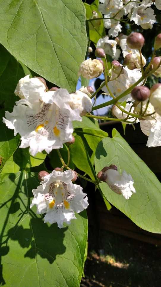 Katalpa Surmia Wielokwiatowa (Speciosa) 4m, ozdobna, duża, alejowa,