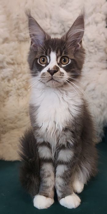 Maine Coon niebieski pręgowany kocurek rodowód FPL