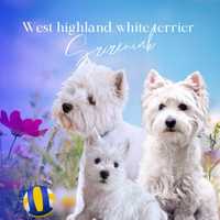 West highland white terrier sunia