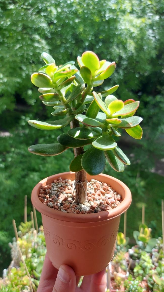 Crassula Helios дерево-бонсай 3,5 роки