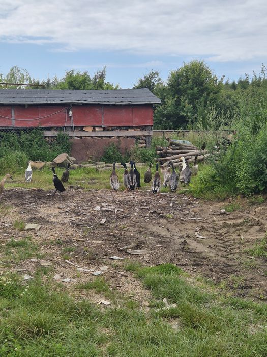 Kaczory biegusy indyjskie