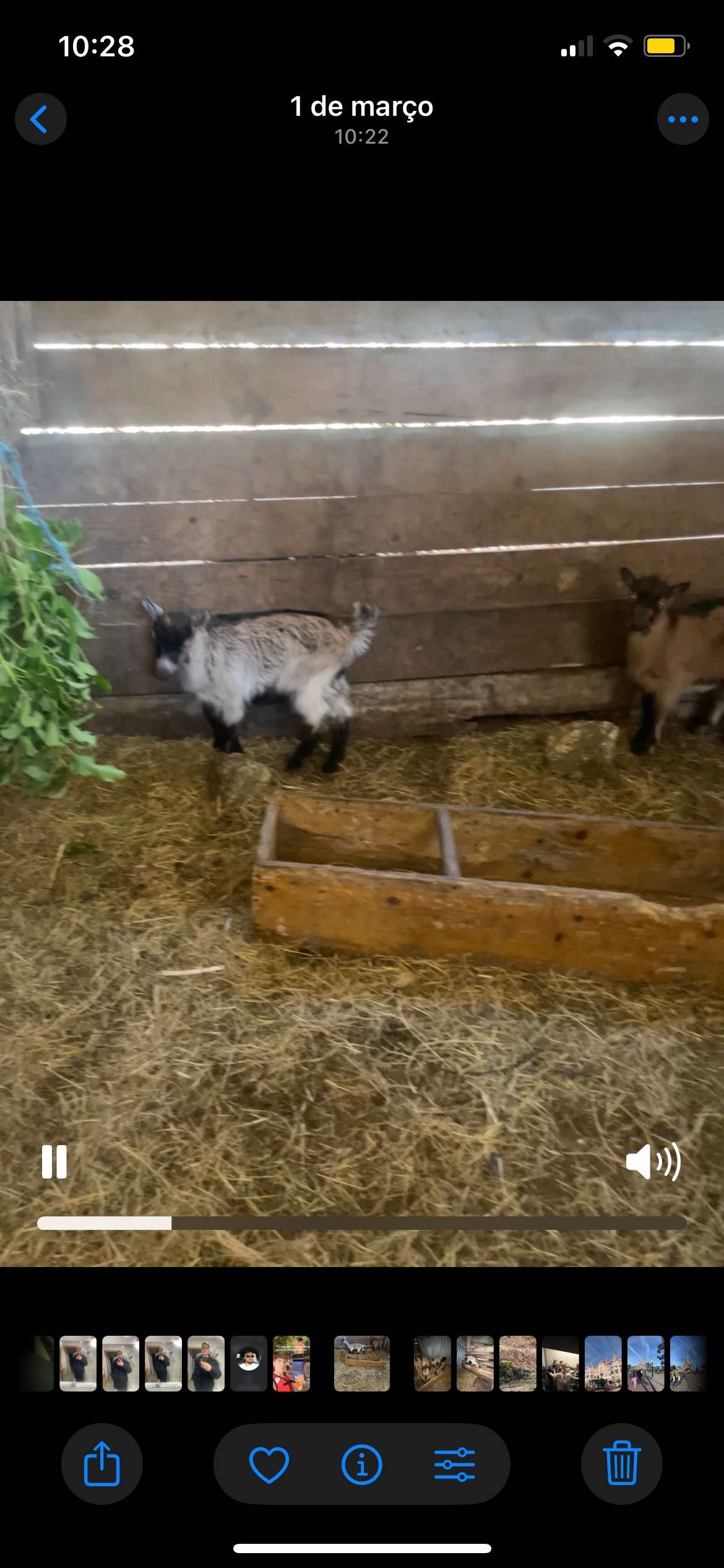 Cabras bravias e anãs