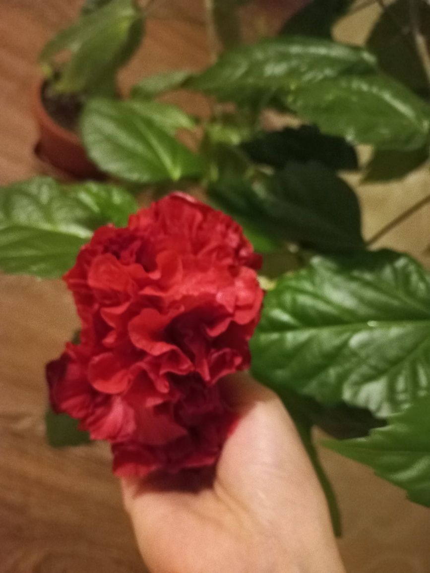 Китайська роза червона